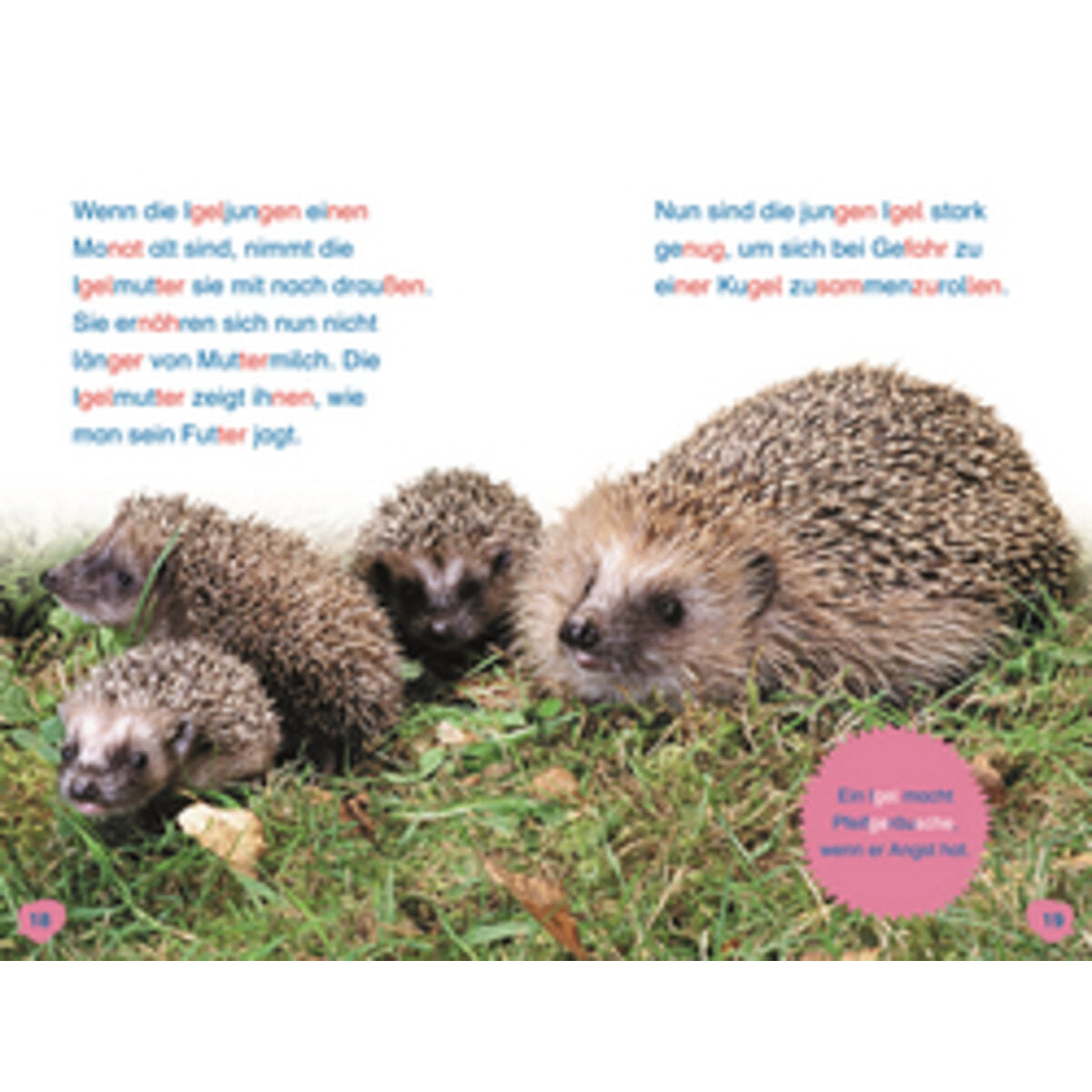 dk-verlag-superleser-hallo-igel-549AB92D4.jpg