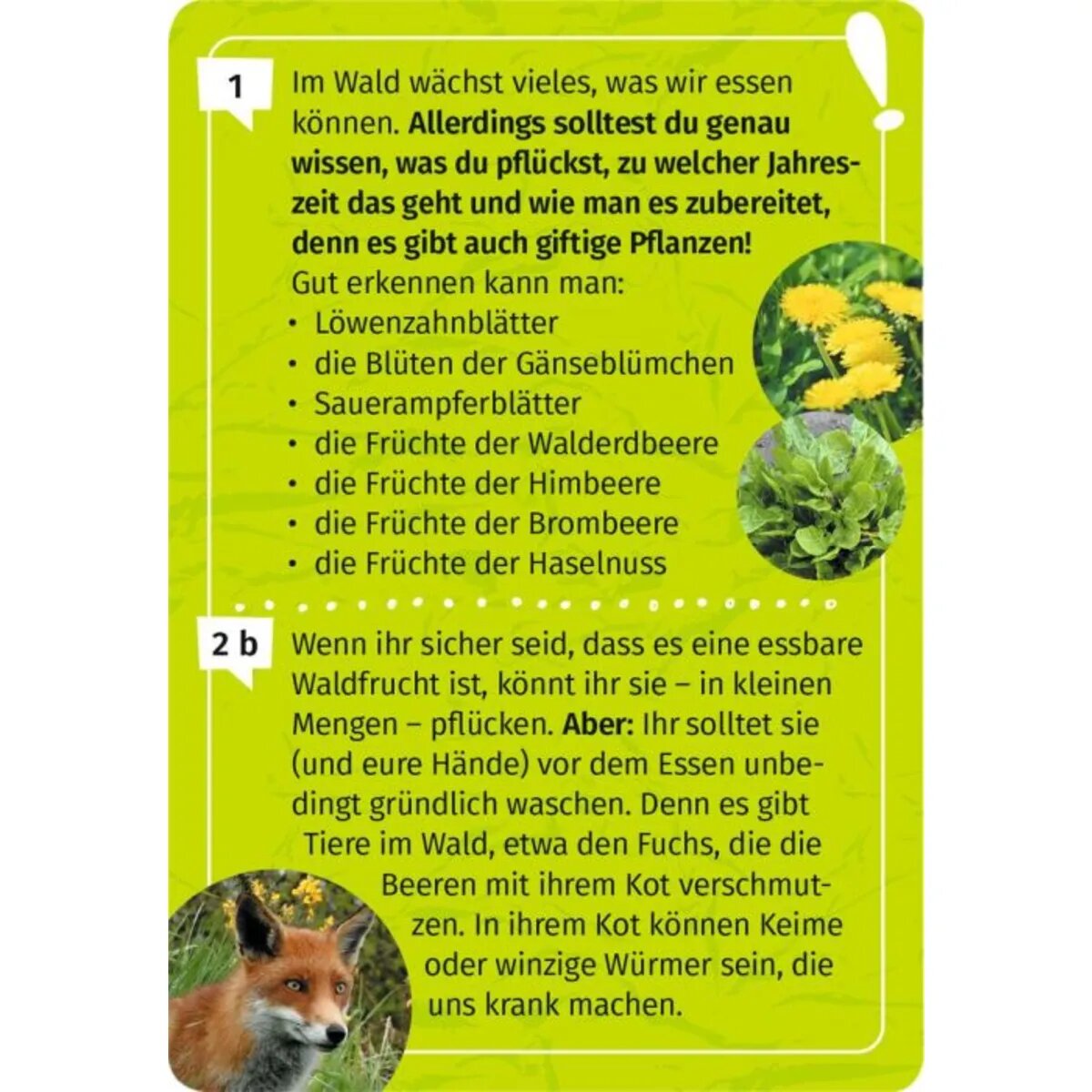 moses-expedition-natur-mein-wald-FFDF6B883.jpg