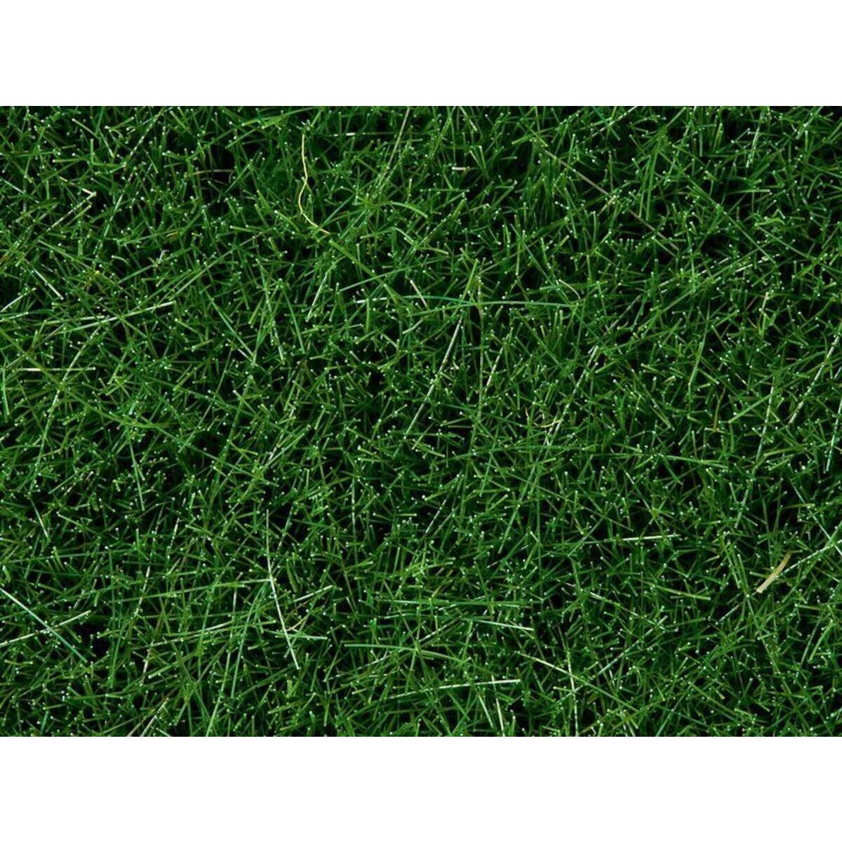 noch-wildgras-dunkelgruen-100g-1A034C491.jpg