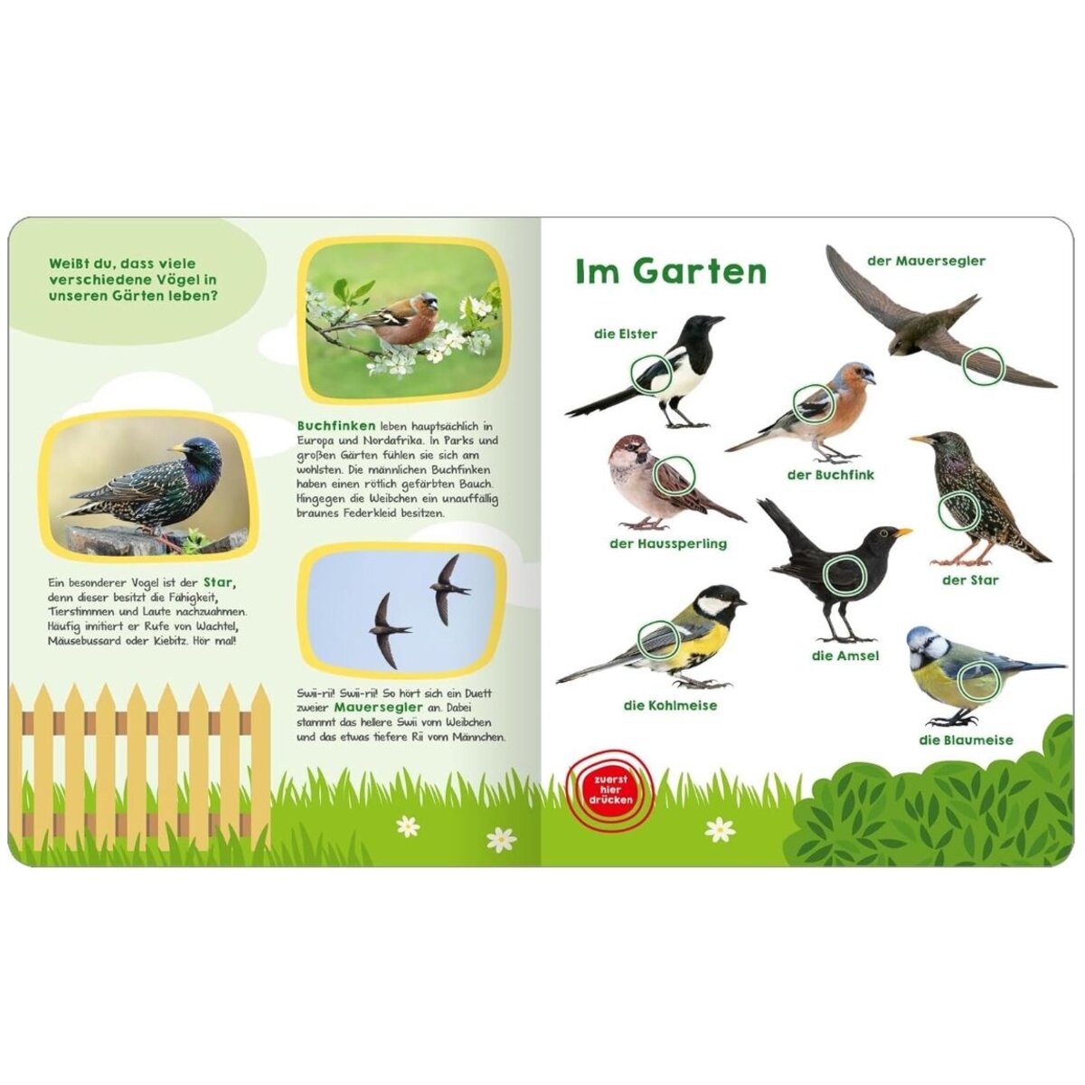 ars Edition Mein großes Buch der Vogelstimmen