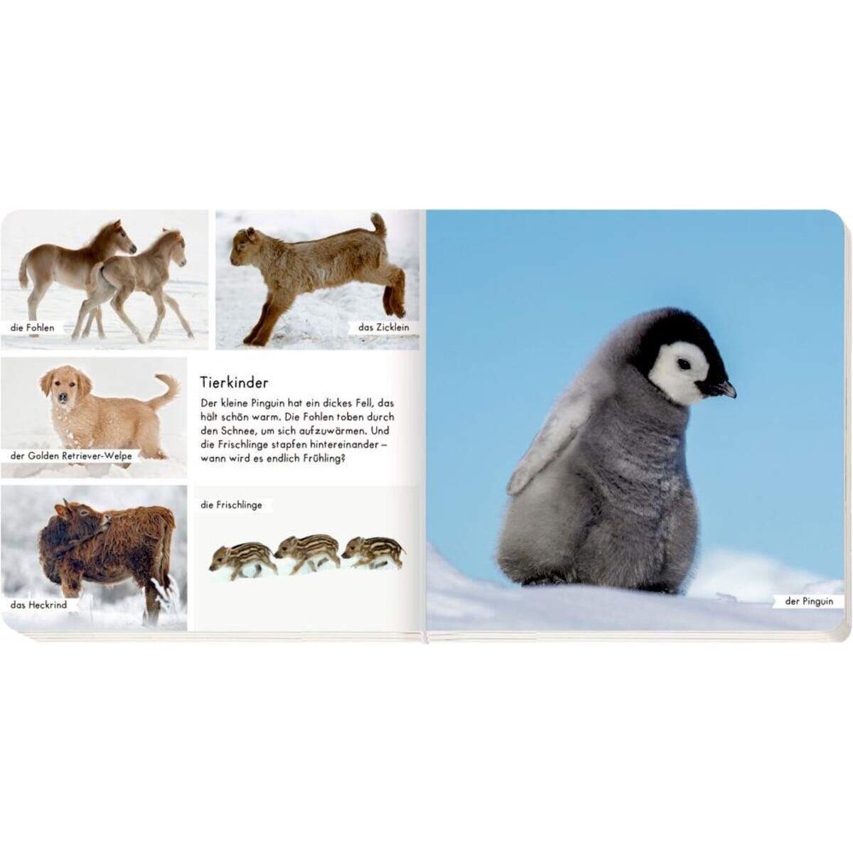 Coppenrath Verlag Meine liebsten Tiere im Winter