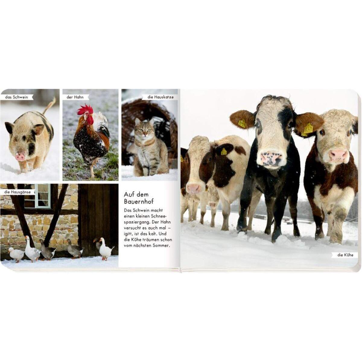 coppenrath-verlag-meine-liebsten-tiere-405E67163.jpg