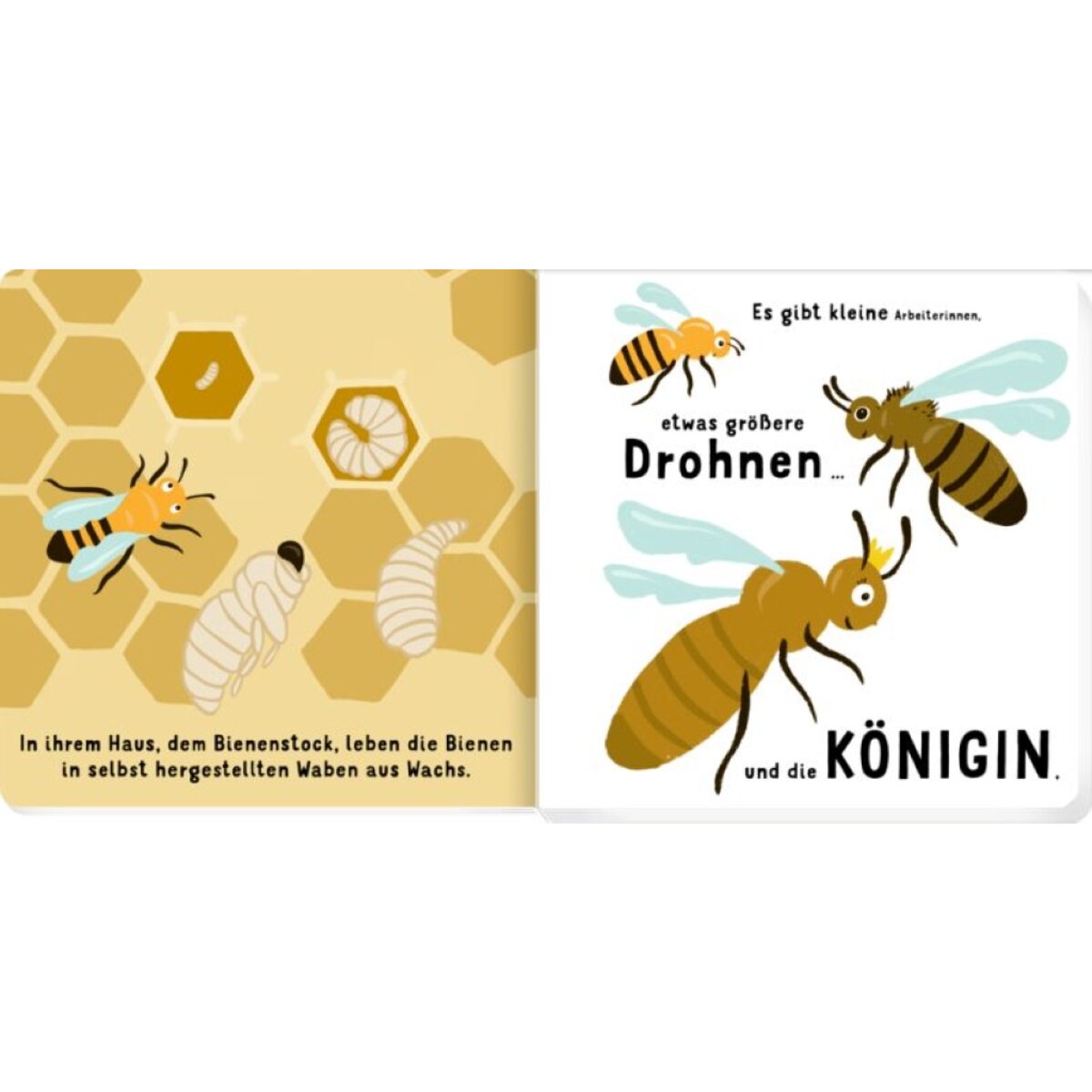 Coppenrath Verlag Unsere Bienenfreunde