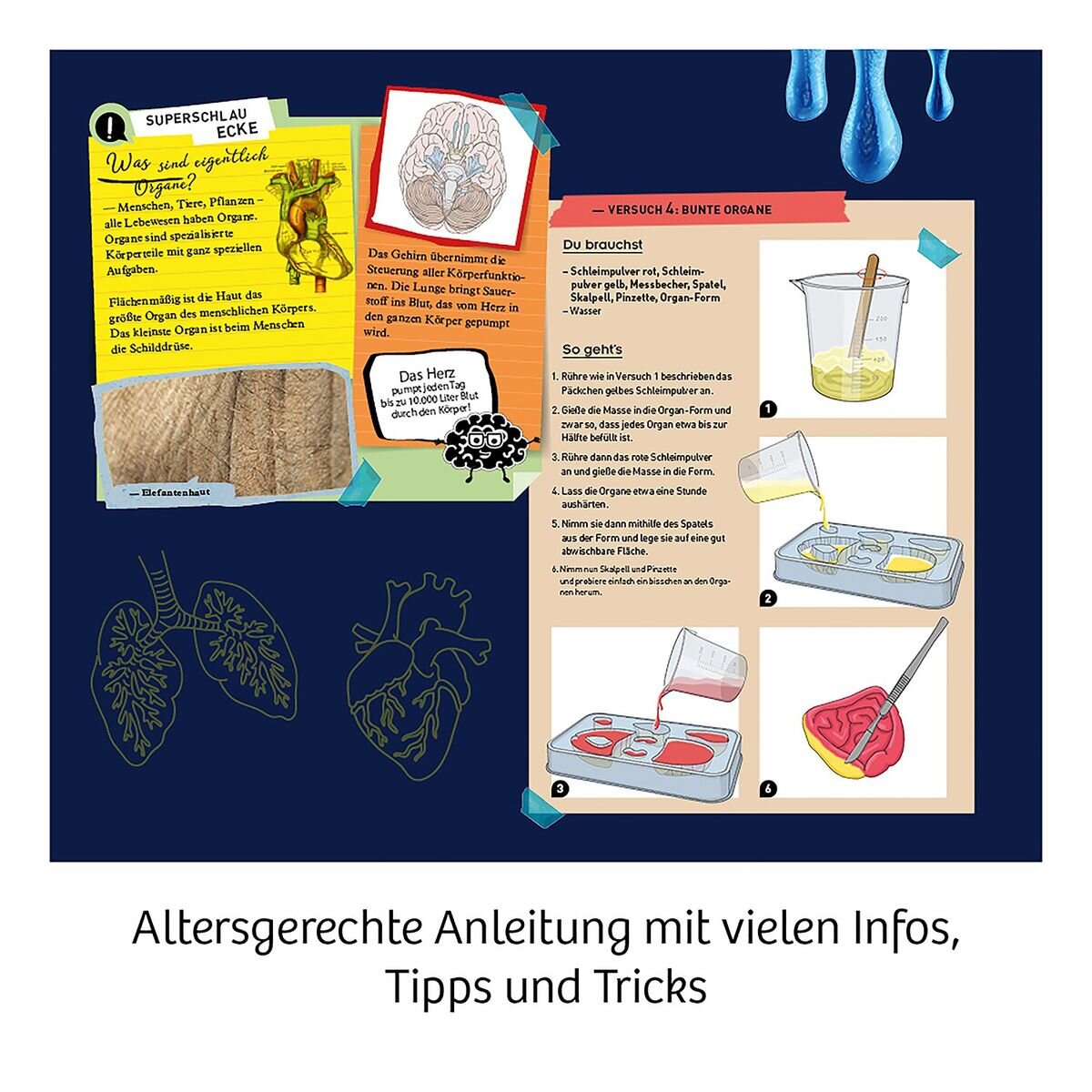 kosmos-fun-science-glibber-organe-E8197FDA5.jpg