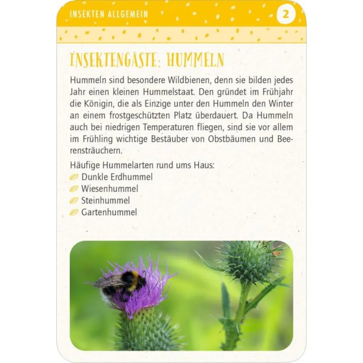 moses-blatt--bluete-insektenglueck-E86733142.jpg
