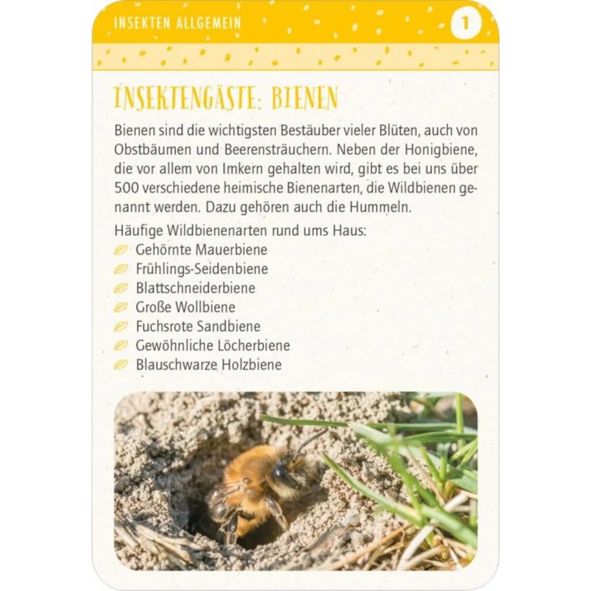 moses-blatt--bluete-insektenglueck-E86733144.jpg