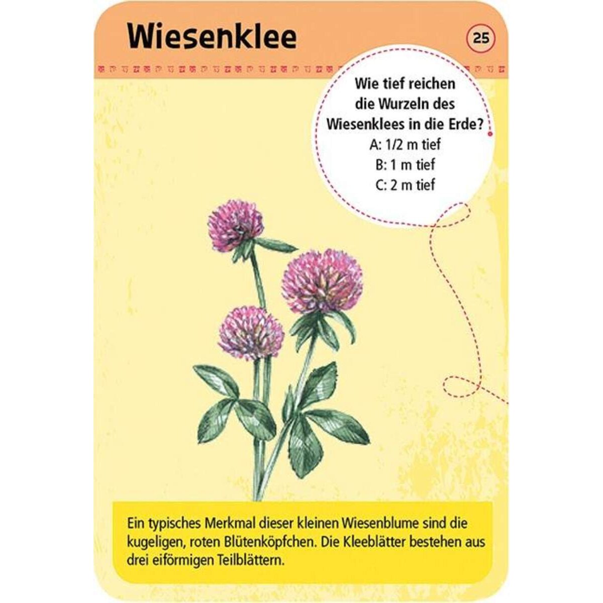 moses. Expedition Natur 50 heimische Blumen