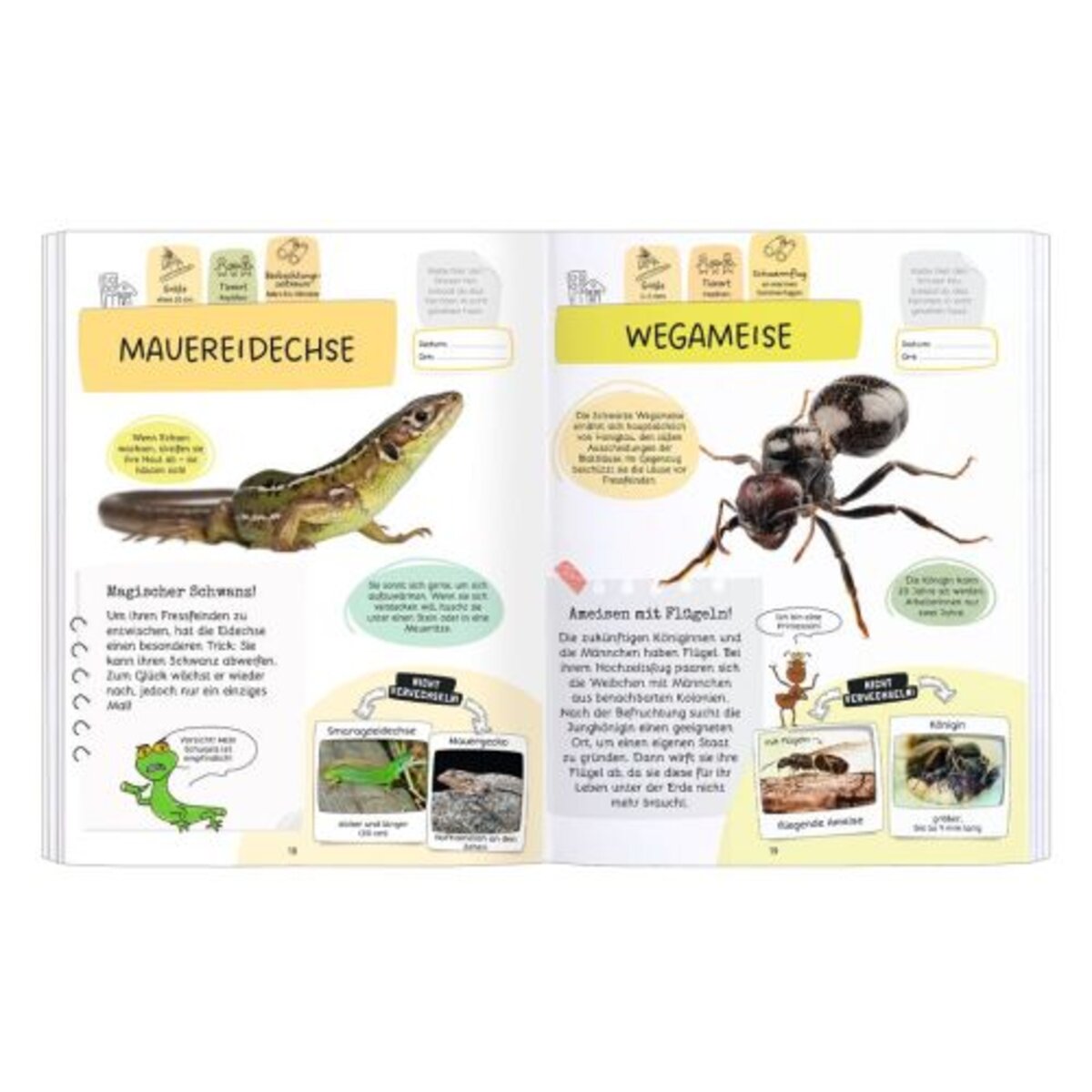 moses. Expedition Natur: Rätseln, Stickern, Bestimmen - Insekten & Co.