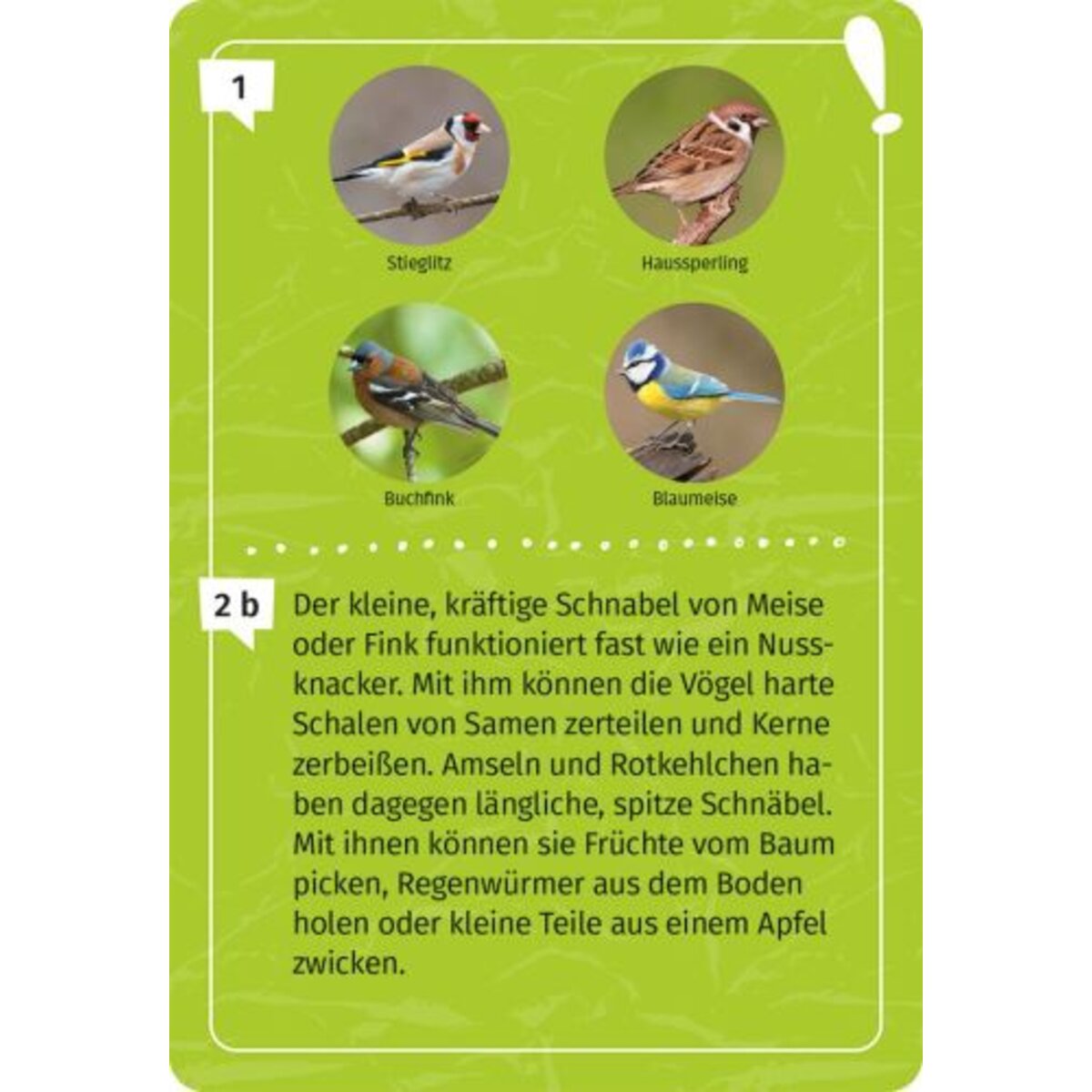 moses. Mein Vogel-Forscherquiz