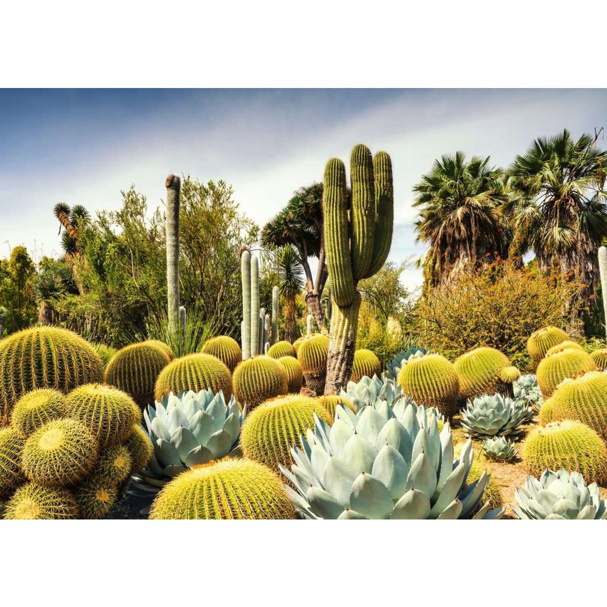 Ravensburger Puzzle - Beautiful Garens: The Huntington Desert Garden, California, USA, 1000 Teile