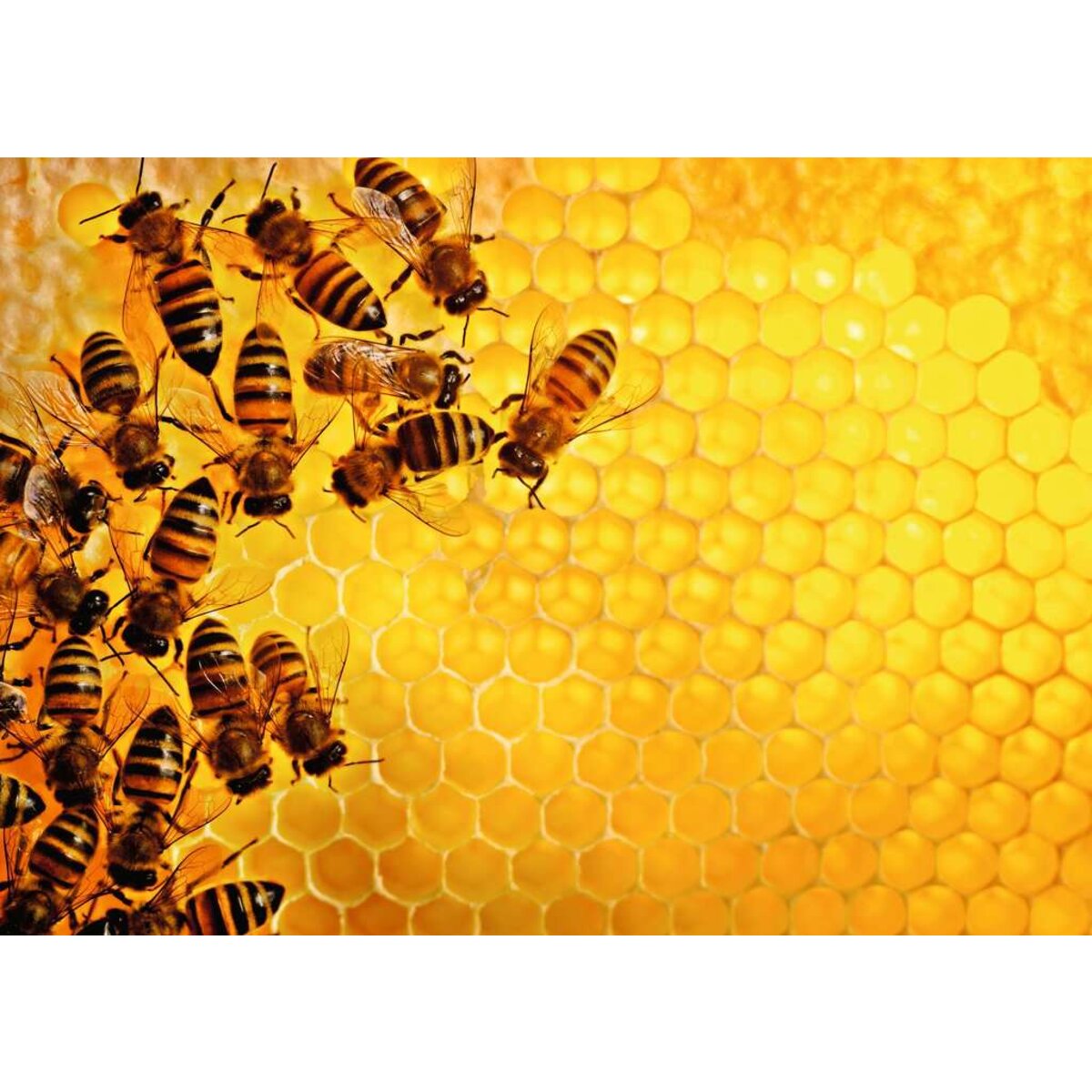 Ravensburger Puzzle - Bienen, 1000 Teile