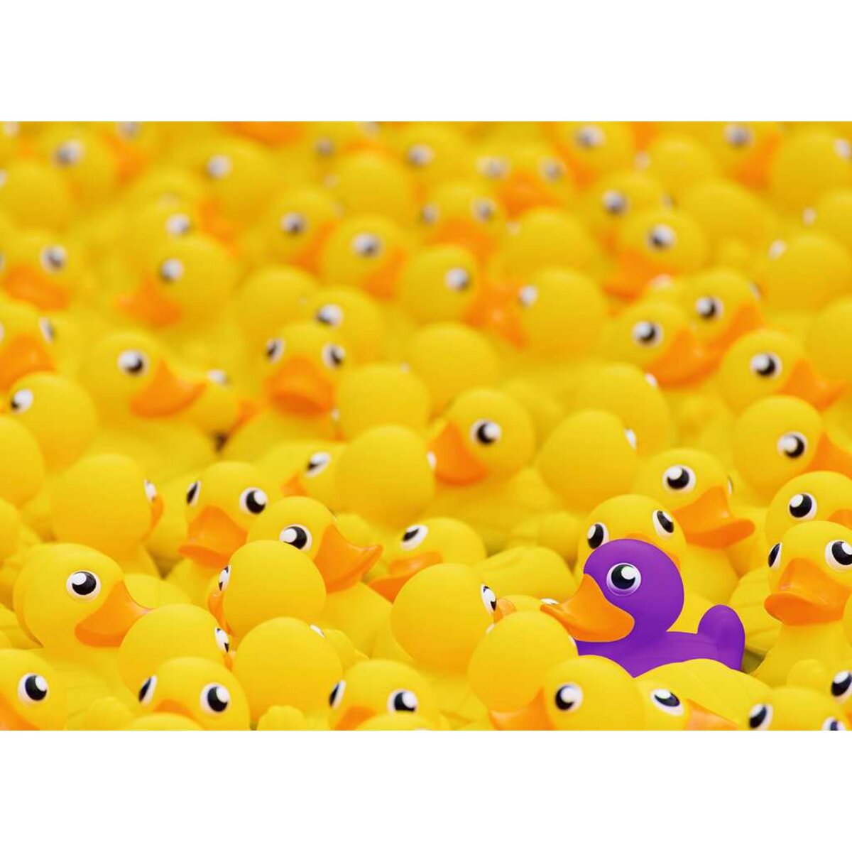 ravensburger-puzzle---quietscheenten-5F2BF41A2.jpg