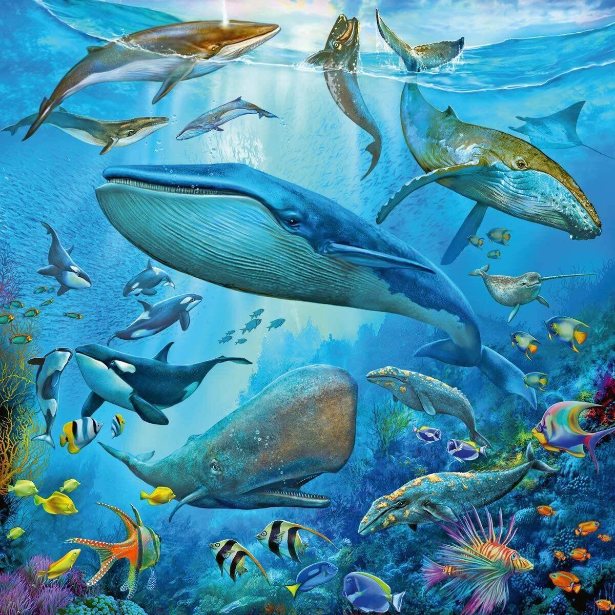 ravensburger-tierwelt-des-ozeans-3-C73E779D2.jpg