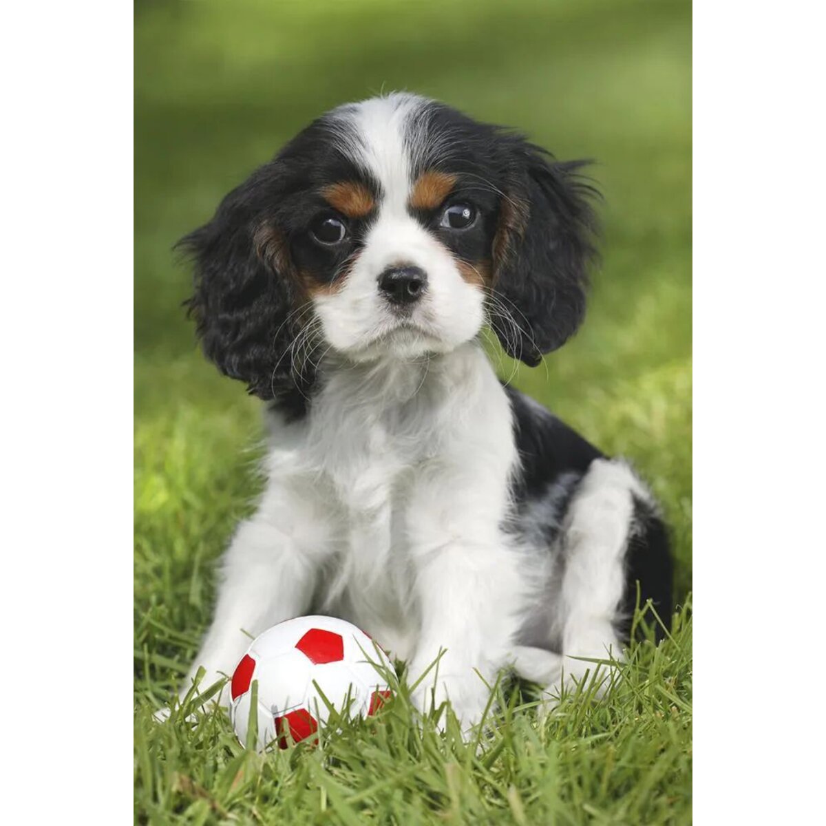 schmidt-spiele-puzzle---E79375C44.jpg
