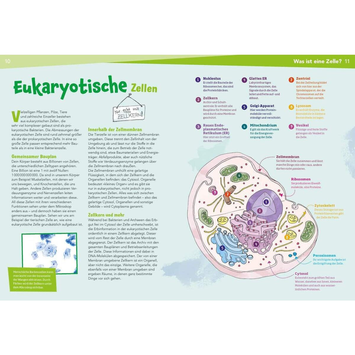 tessloff-naturwissenschaften-easy-biologie-die-2B35C1A82.jpg