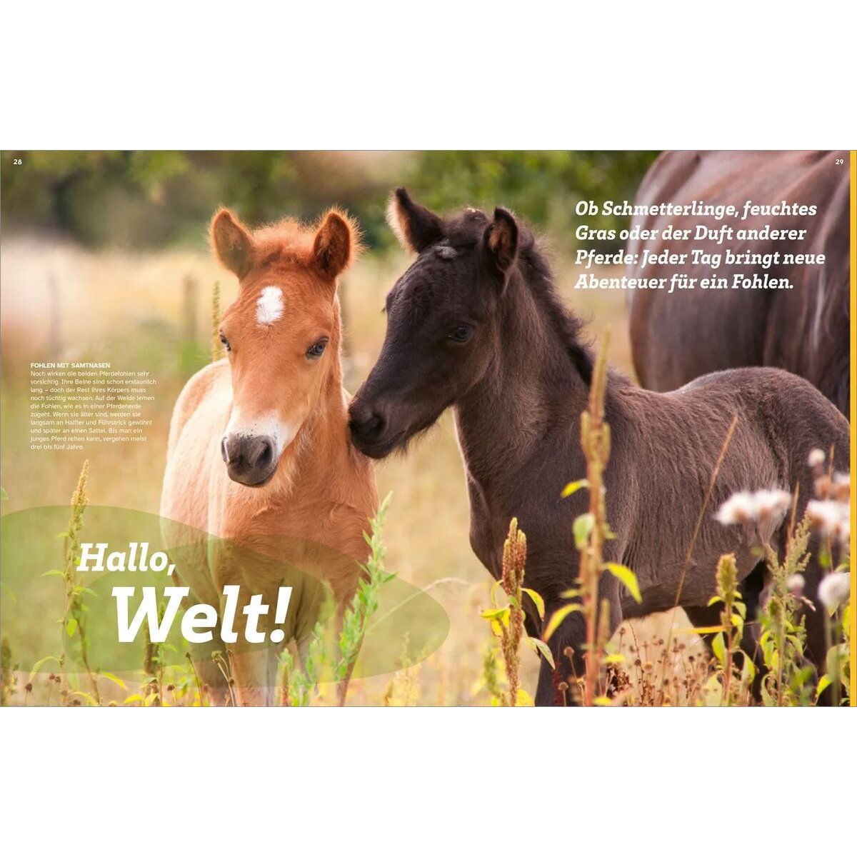 tessloff-was-ist-was-pferde-3726A1044.jpg